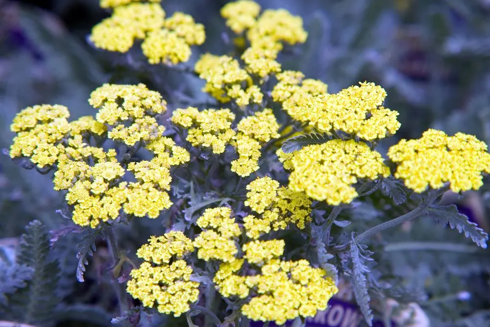 Moonshine Yarrow (Achillea 'Moonshine') — Moonshine Yarrow provides a stunning contrast against its vibrant yellow flower clusters