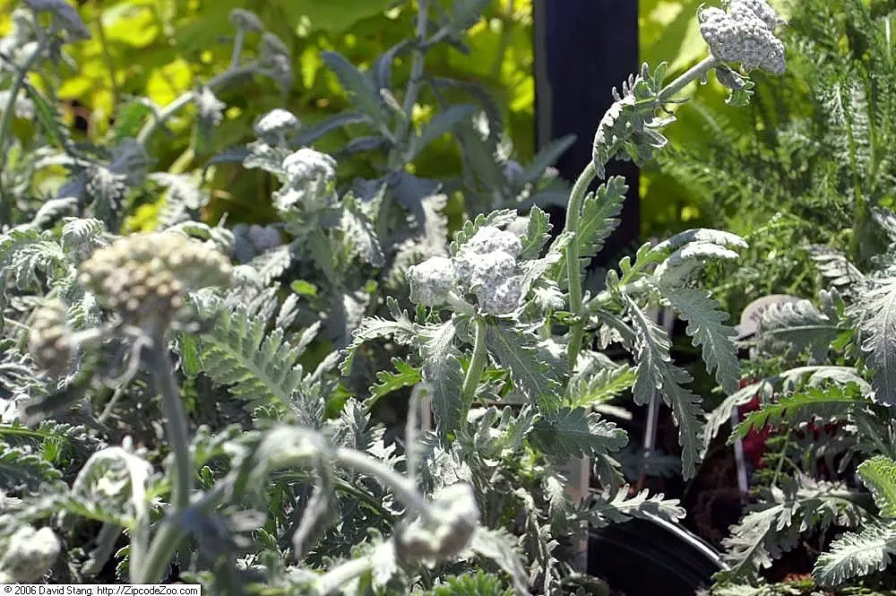 Moonshine Yarrow (Achillea 'Moonshine') — Note that its foliage can be mildly aromatic, adding another sensory experience to your landscape design, image 39