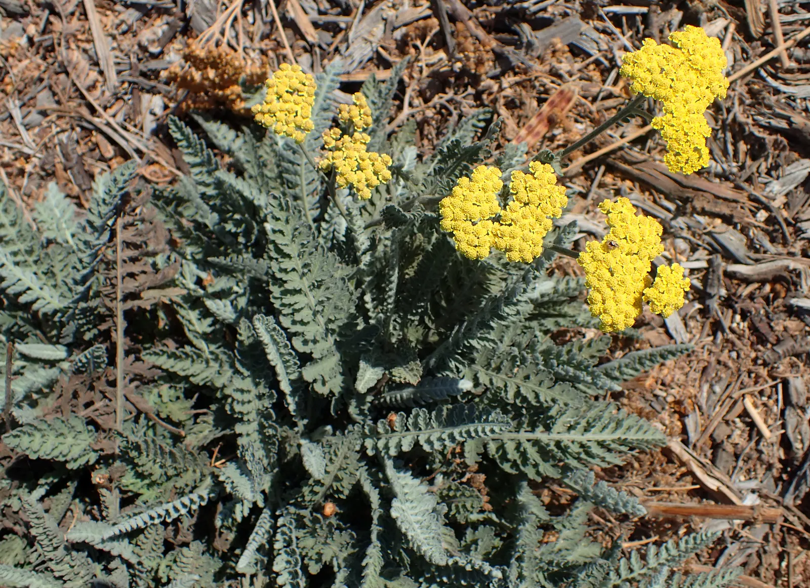 Moonshine Yarrow (Achillea 'Moonshine') — It is tolerant of a range of soil types, from clay to sandy soils, provided the drainage is adequate; note that its