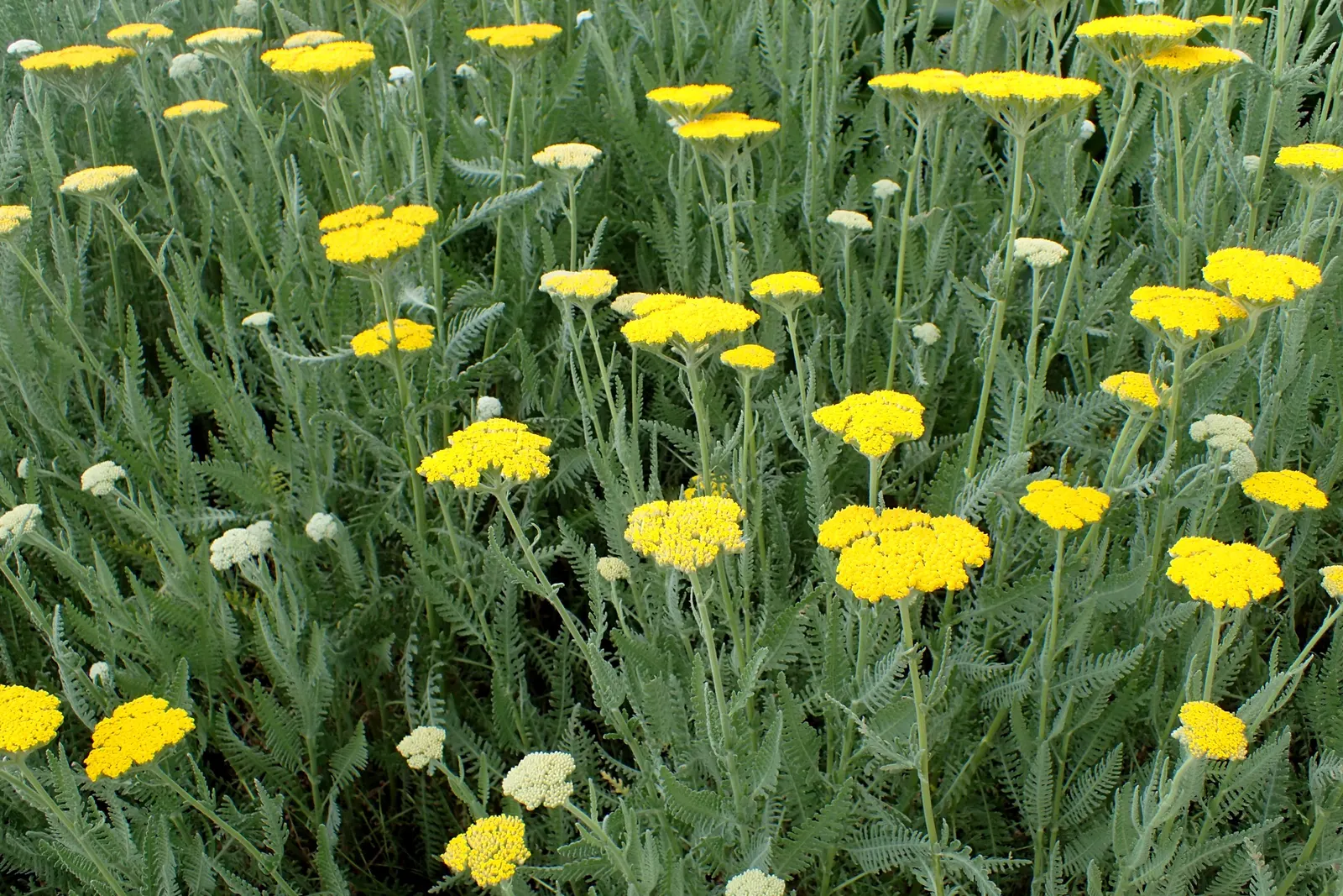 Moonshine Yarrow (Achillea 'Moonshine') — with potential for re-blooming in the fall if spent flowers are promptly deadheaded; ideal for USDA Zones 3-8, it