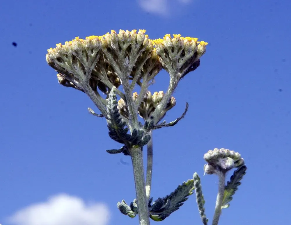 Moonshine Yarrow (Achillea 'Moonshine') — Achillea 'Moonshine' is a vibrant perennial featuring silvery-grey foliage and bright yellow flower clusters; ideal