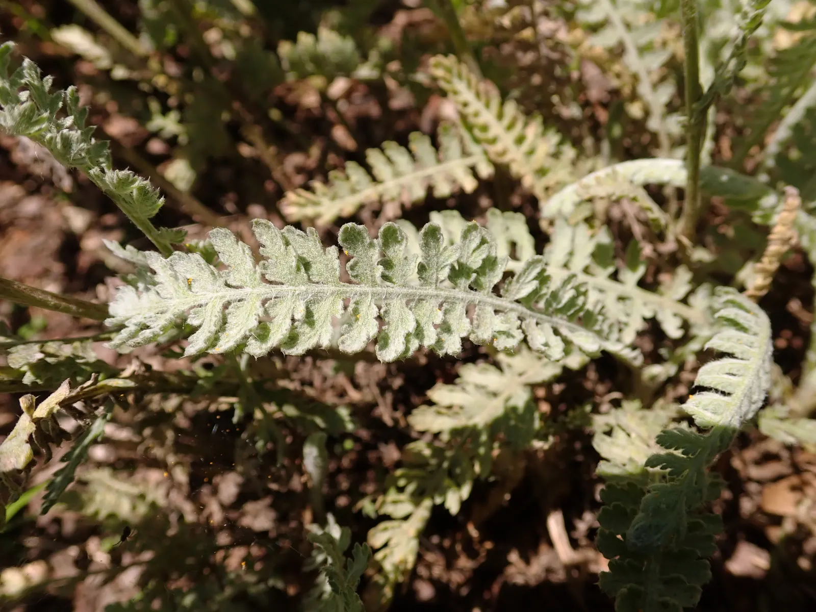 Moonshine Yarrow (Achillea 'Moonshine') — yellow flowers in the garden
