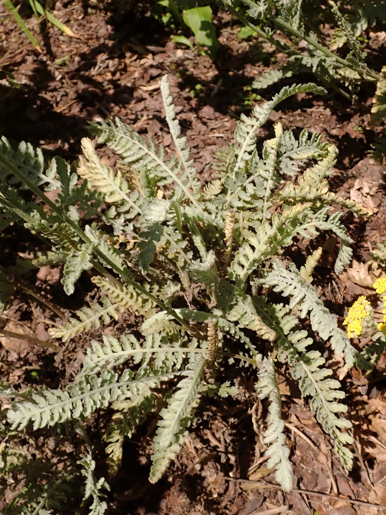 Moonshine Yarrow (Achillea 'Moonshine') — 'Moonshine' is excellent for borders; these eye-catching blooms not only add a pop of color