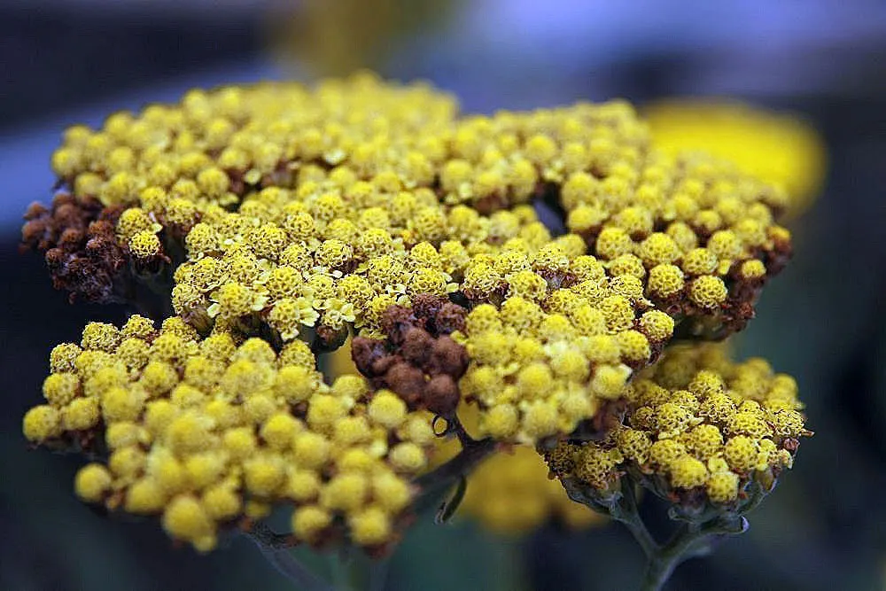Moonshine Yarrow (Achillea 'Moonshine') — perennial with yellow blooms; these eye-catching blooms not only add a pop of color