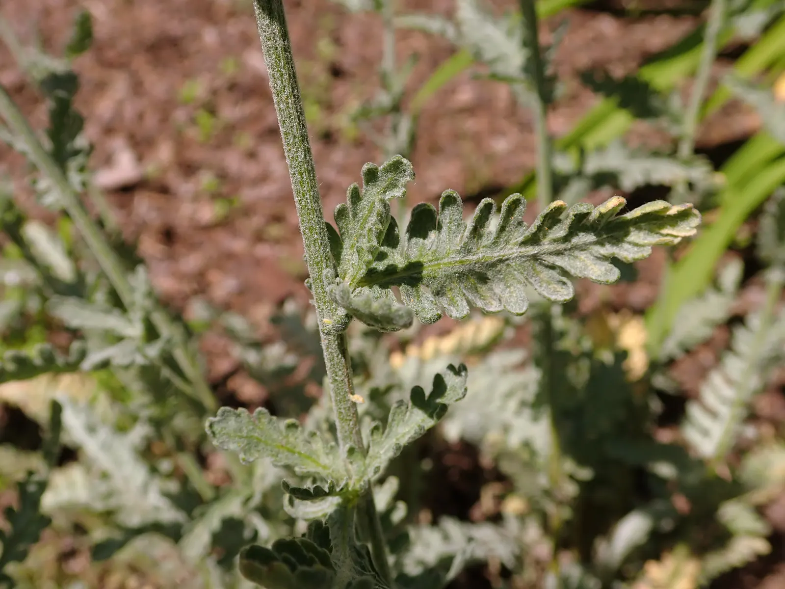 Moonshine Yarrow (Achillea 'Moonshine') — perennial for full