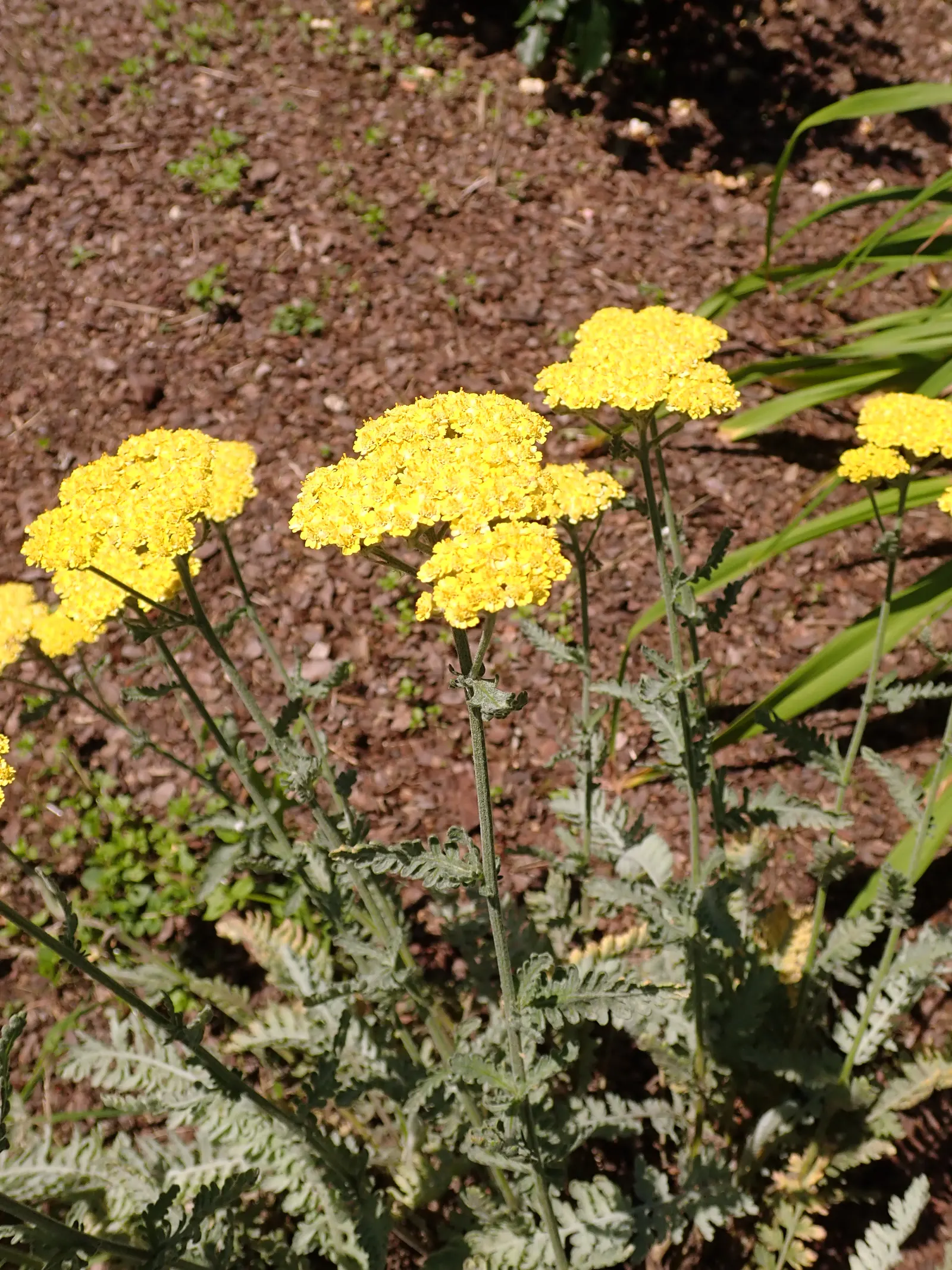 Moonshine Yarrow (Achillea 'Moonshine') — commonly referred to as Moonshine Yarrow; ideal for USDA Zones 3-8, it boasts a long blooming season from early to