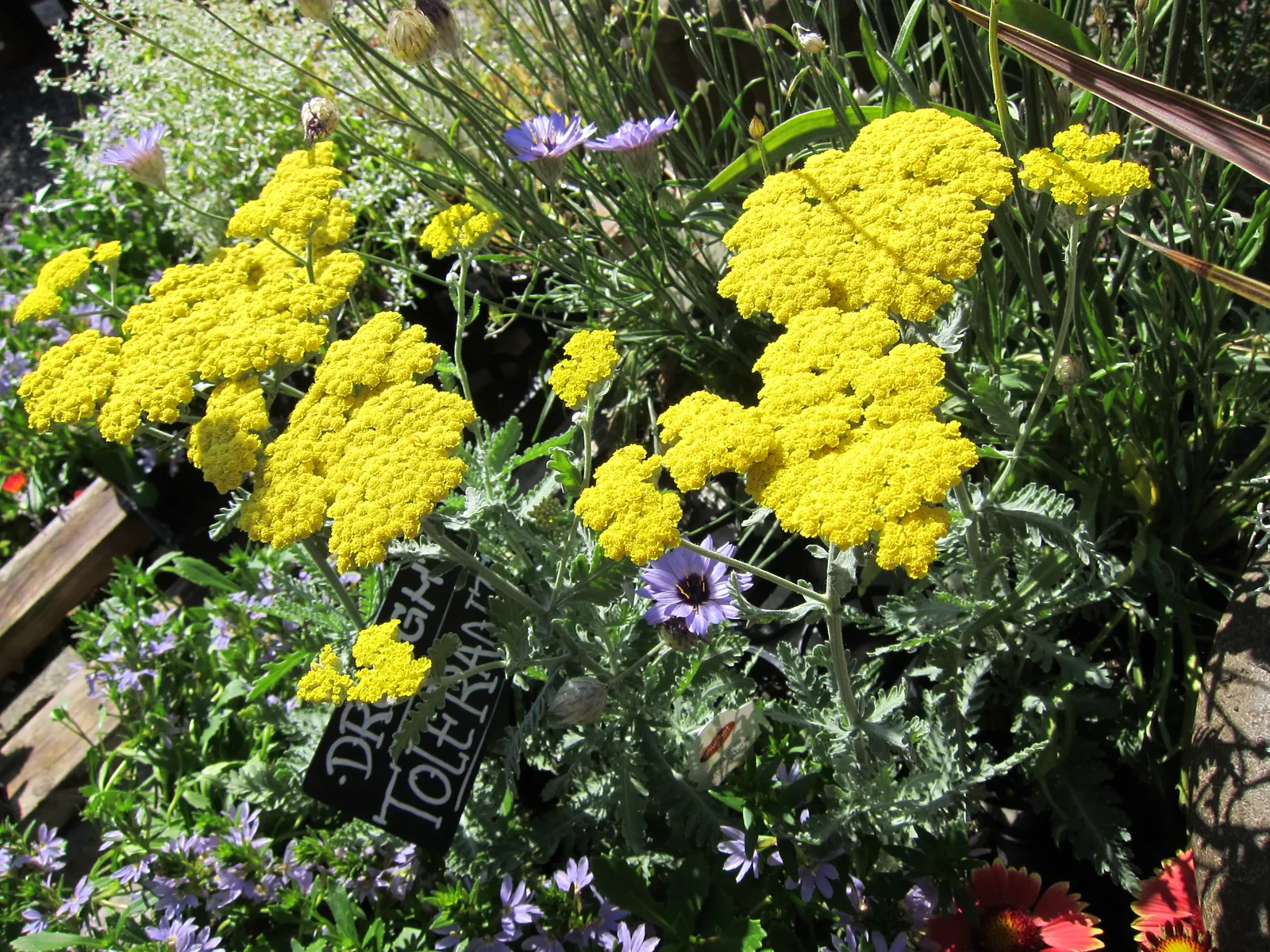 Moonshine Yarrow (Achillea 'Moonshine') — commonly referred to as Moonshine Yarrow