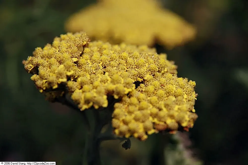 Moonshine Yarrow (Achillea 'Moonshine') — With its negligible water requirements once established