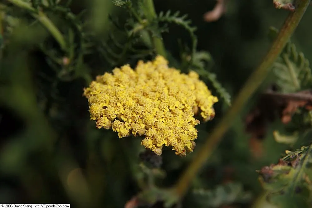Moonshine Yarrow (Achillea 'Moonshine') — It is tolerant of a range of soil types, from clay to sandy soils, provided the drainage is adequate