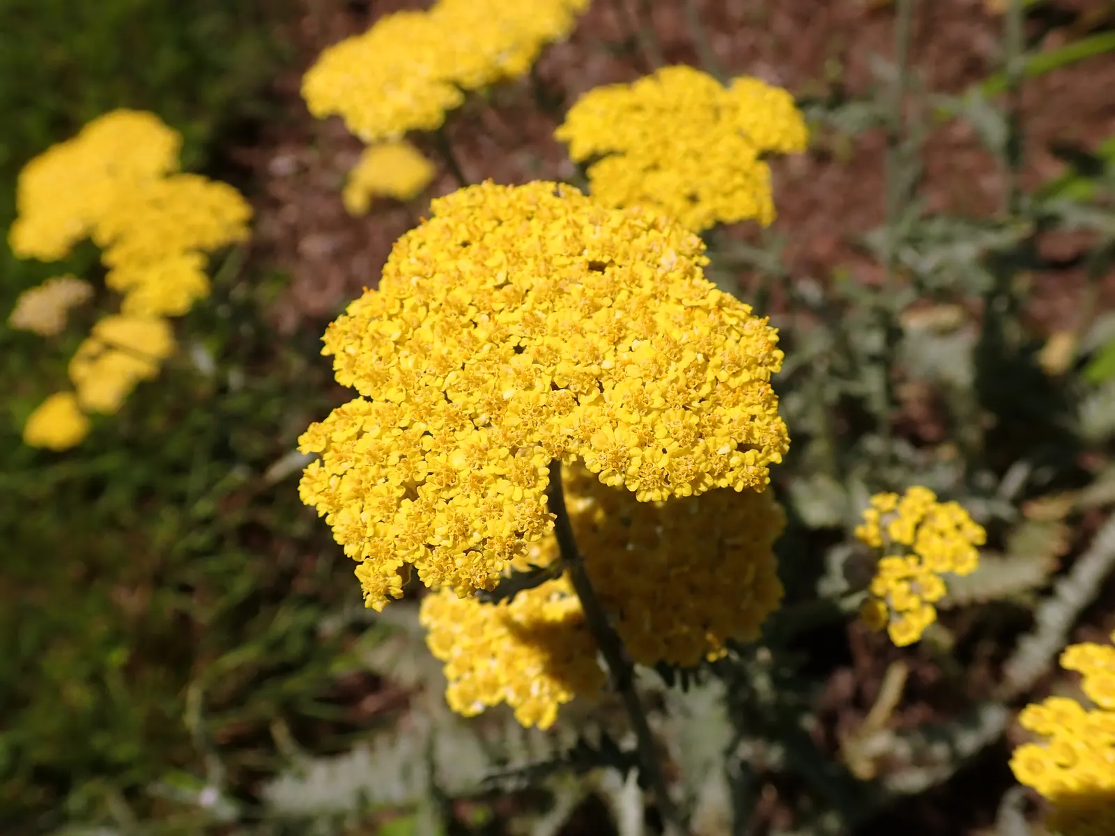 Moonshine Yarrow (Achillea 'Moonshine') — thriving in full sun exposure; note that its foliage can be mildly aromatic, adding another sensory experience to
