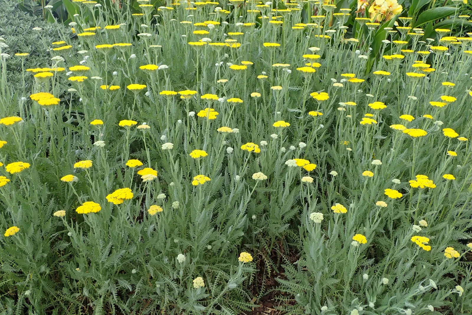 Moonshine Yarrow (Achillea 'Moonshine') — With its negligible water requirements once established; ideal for USDA Zones 3-8, it boasts a long blooming season