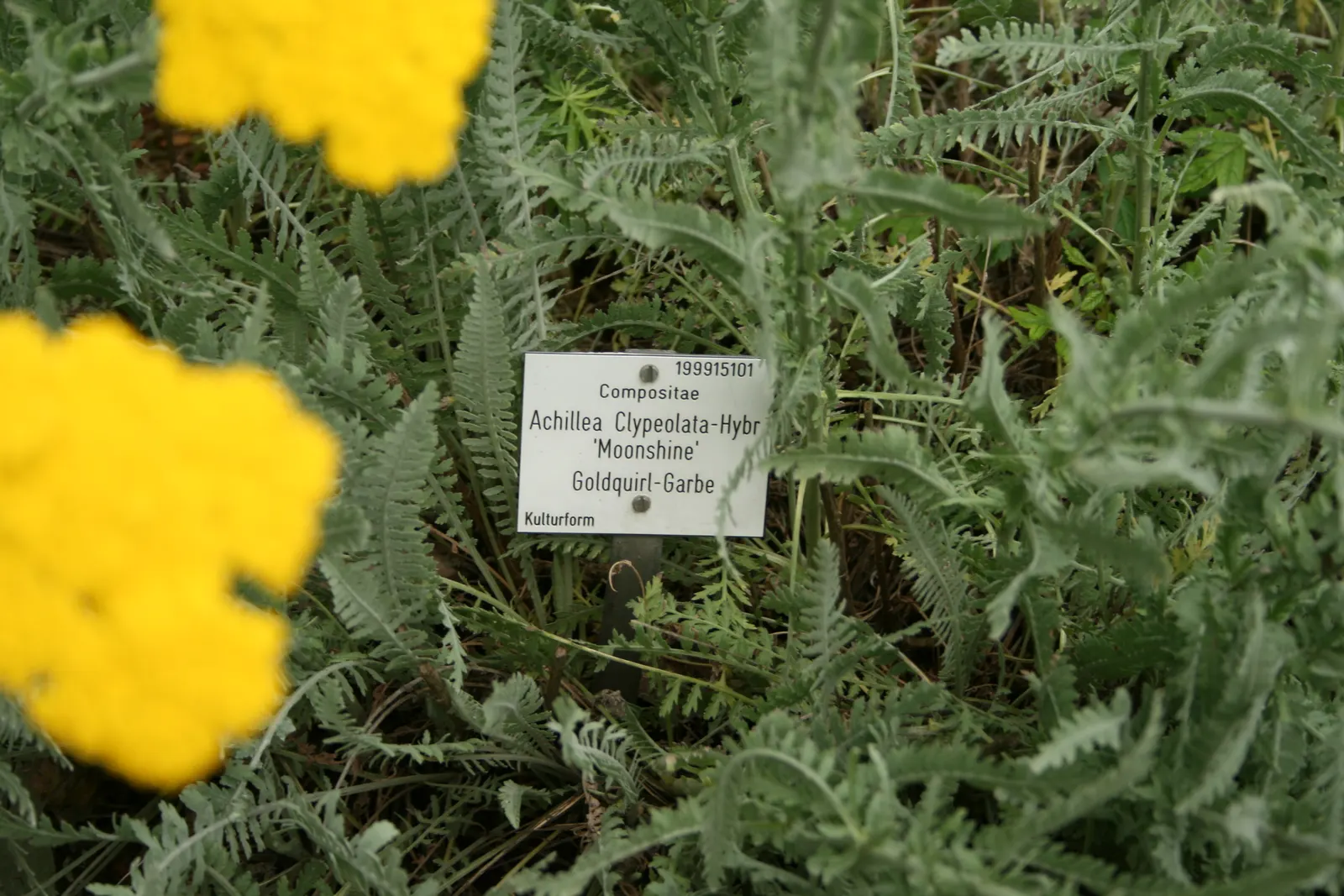Moonshine Yarrow (Achillea 'Moonshine') — Achillea 'Moonshine' requires minimal maintenance; note that its foliage can be mildly aromatic, adding another