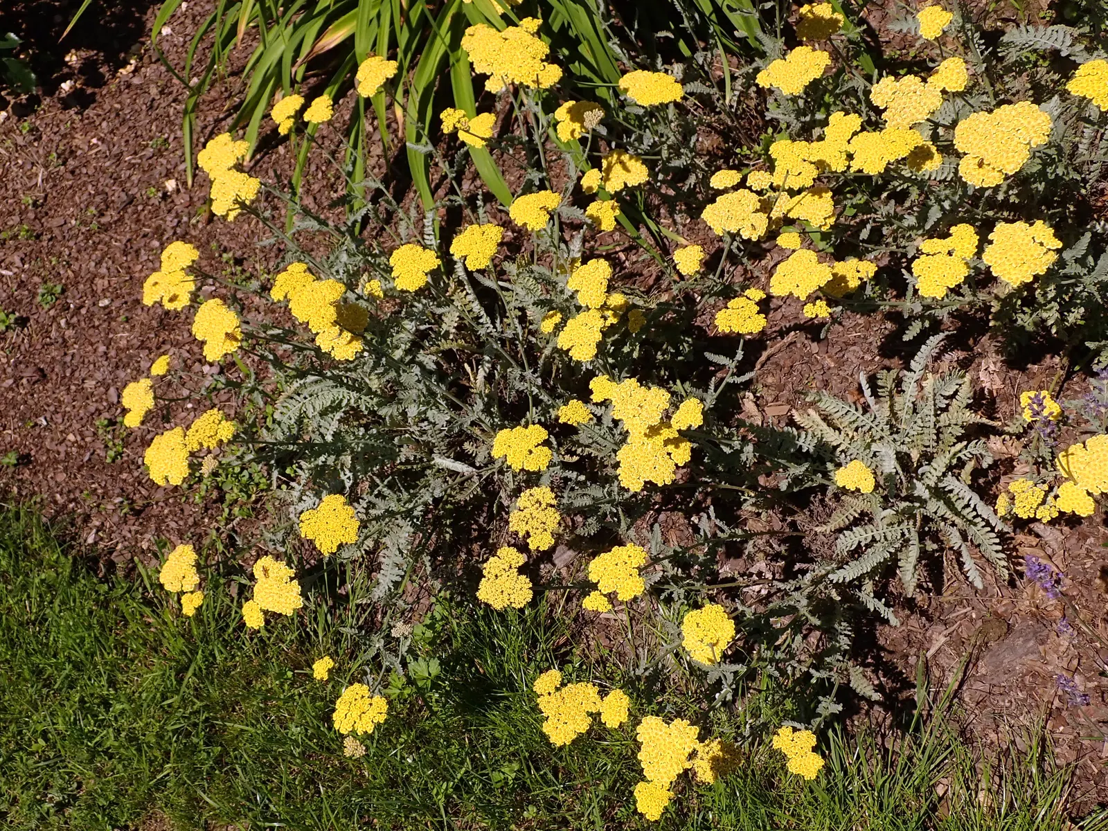Moonshine Yarrow (Achillea 'Moonshine') — Ideal for USDA Zones 3-8, it boasts a long blooming season from early to late summer, image 25