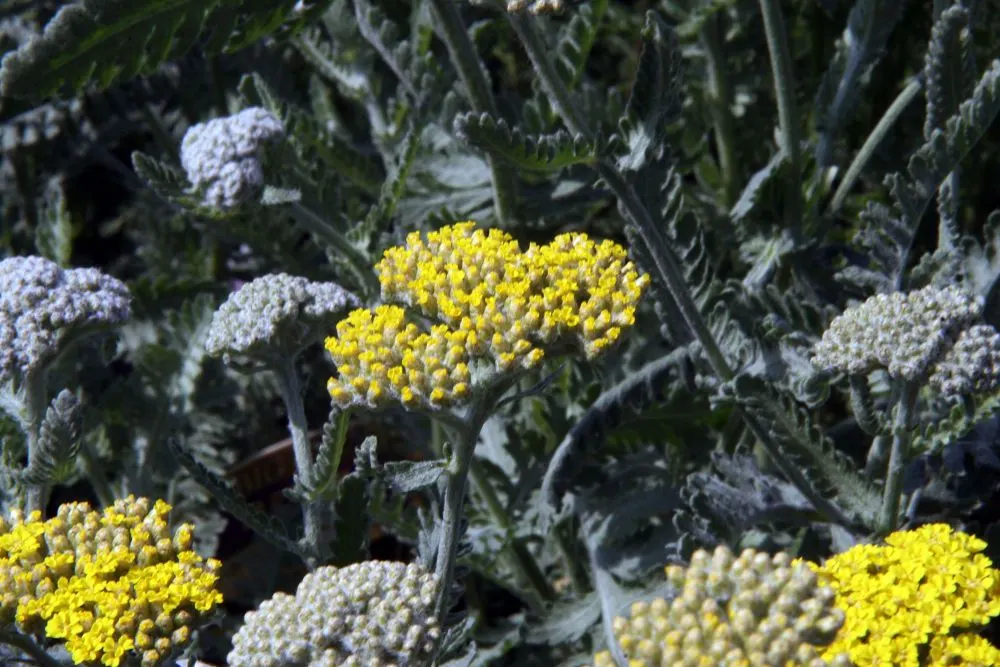 Moonshine Yarrow (Achillea 'Moonshine') — with potential for re-blooming in the fall if spent flowers are promptly deadheaded