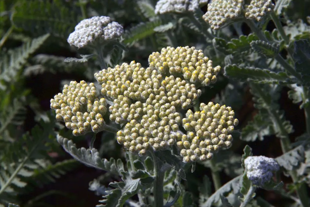 Moonshine Yarrow (Achillea 'Moonshine') — perennial for full; note that its foliage can be mildly aromatic, adding another sensory experience to your landscape