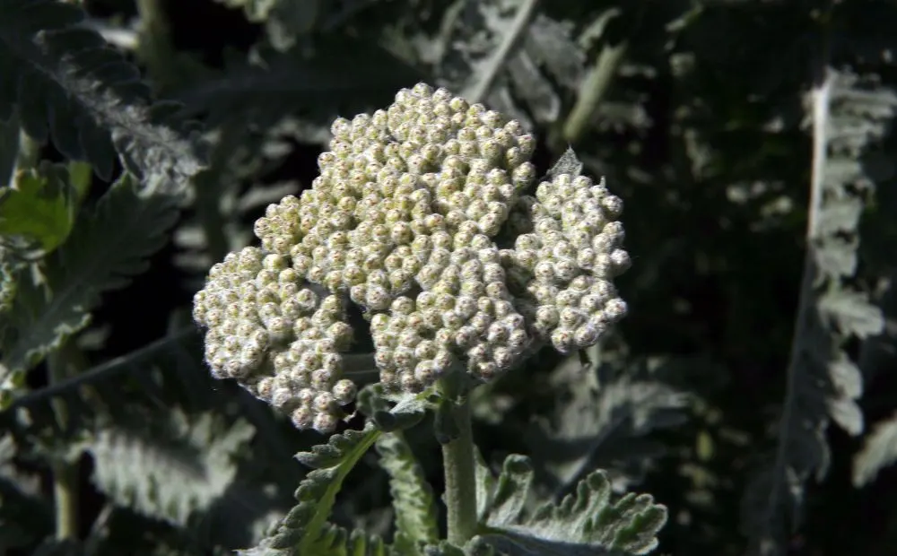 Moonshine Yarrow (Achillea 'Moonshine') — offering a low-maintenance option for water-wise landscapes; note that its foliage can be mildly aromatic, adding