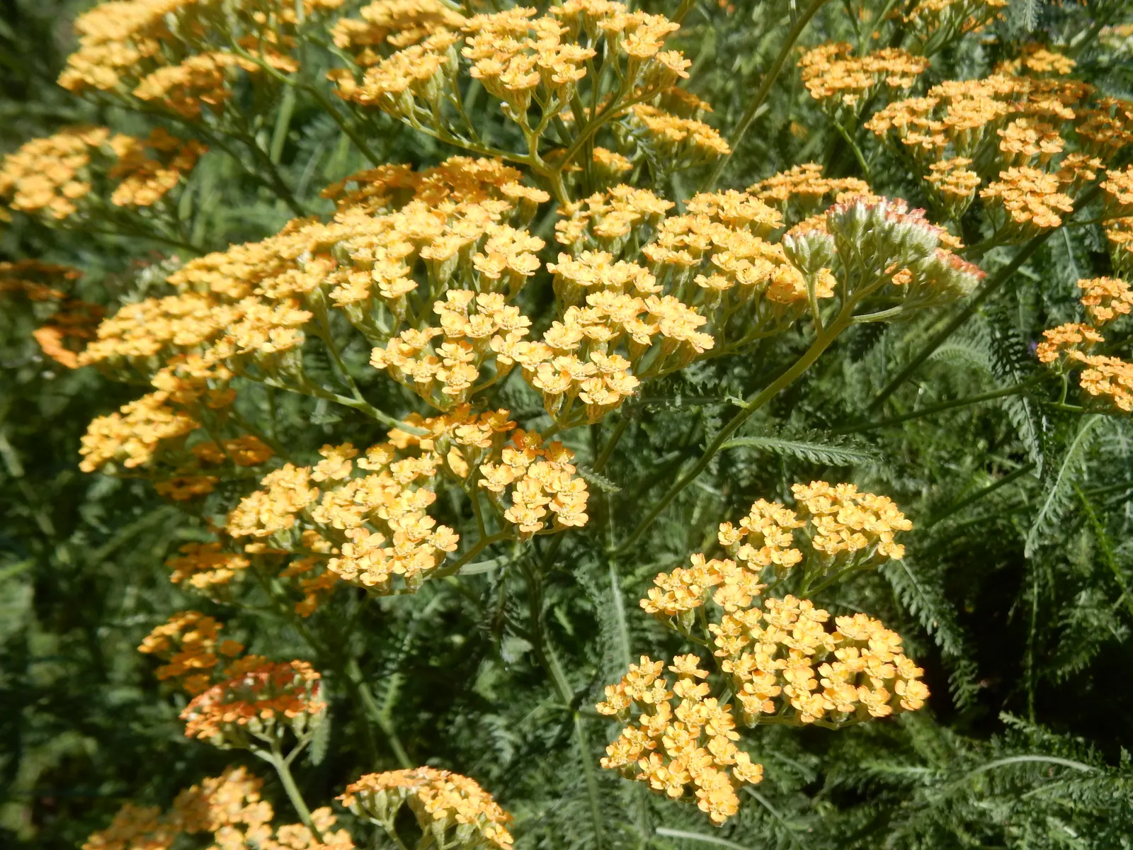 Moonshine Yarrow (Achillea 'Moonshine') — Occasional trimming back in spring or fall will help maintain its compact form and promote healthy; ideal for USDA