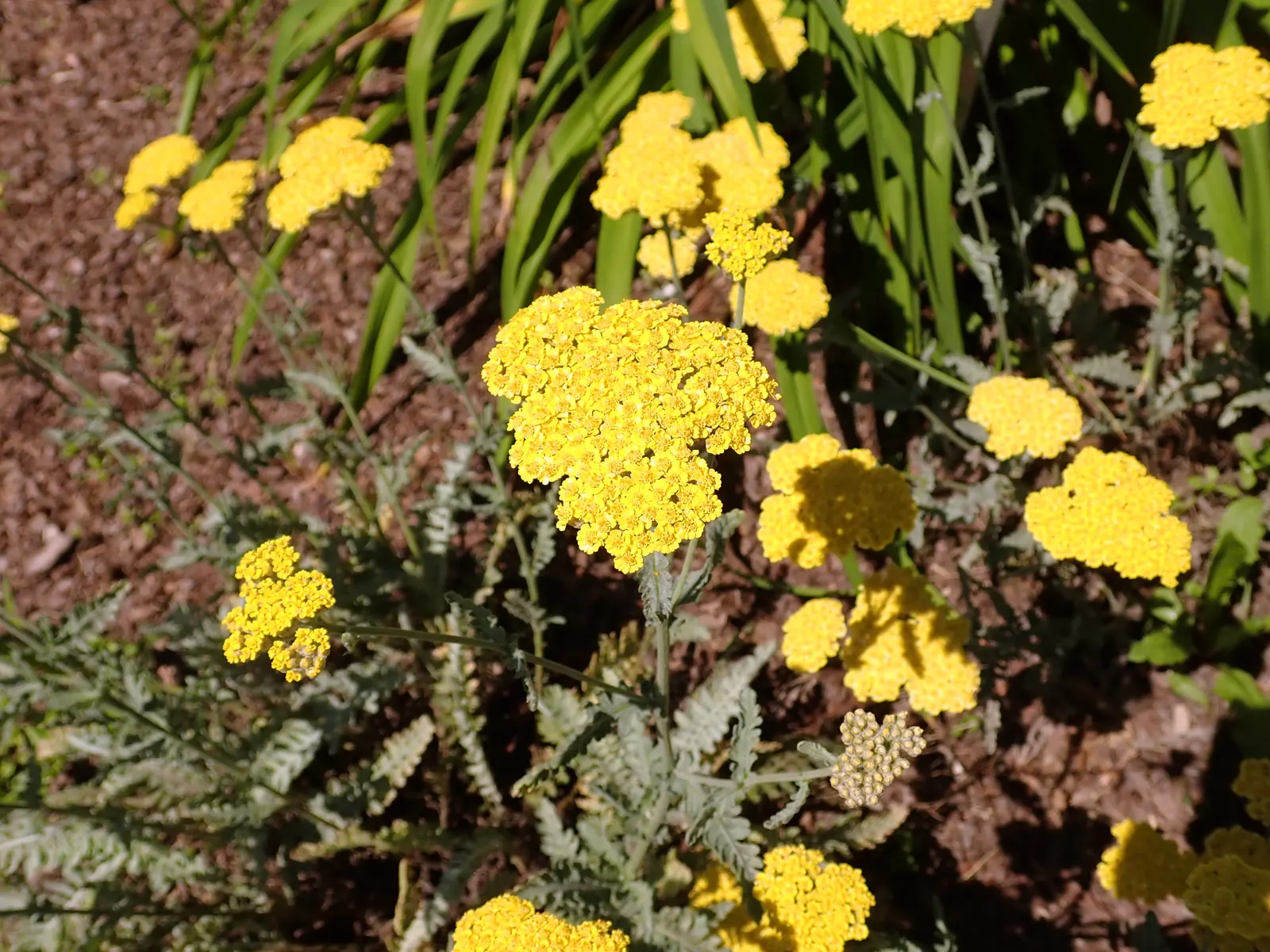 Moonshine Yarrow (Achillea 'Moonshine') — perennial with yellow blooms