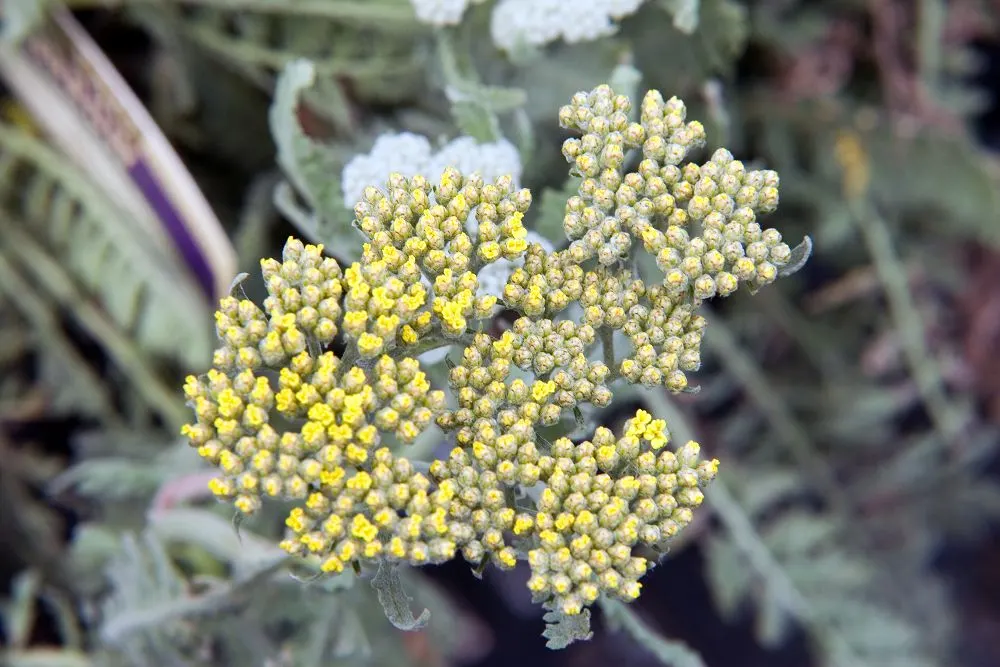 Moonshine Yarrow (Achillea 'Moonshine') — Occasional trimming back in spring or fall will help maintain its compact form and promote healthy