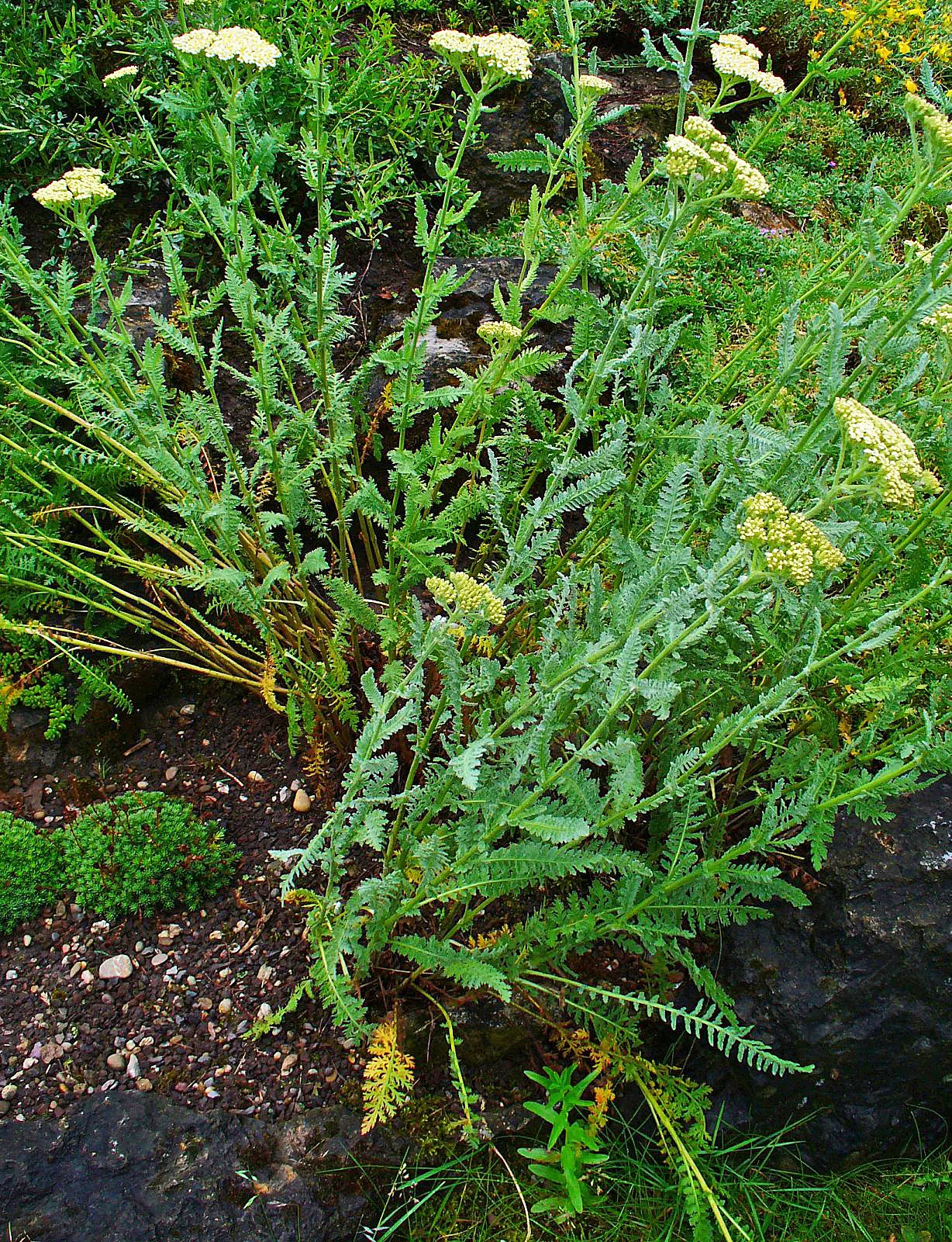 Moonshine Yarrow (Achillea 'Moonshine') — bright yellow inflorescences sit atop sturdy stems and bloom profusely from early summer until late summer; note that