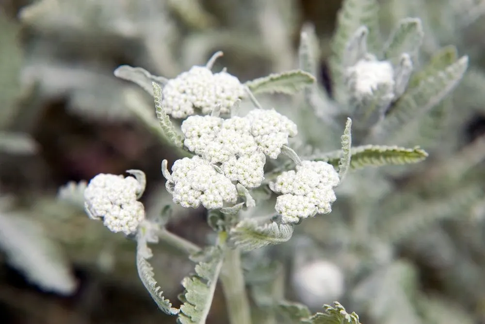 Moonshine Yarrow (Achillea 'Moonshine') — Achillea 'Moonshine' requires minimal maintenance