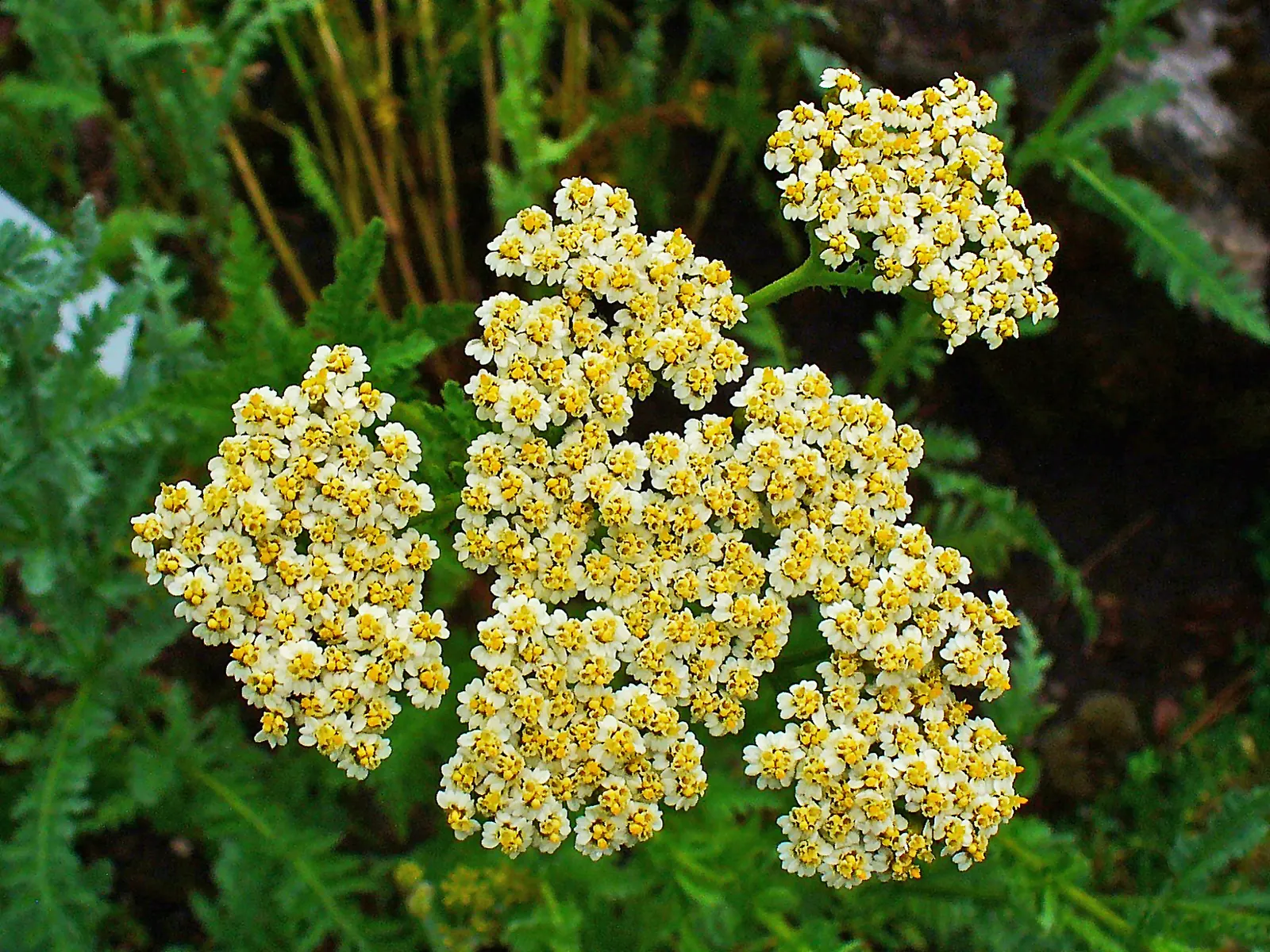 Moonshine Yarrow (Achillea 'Moonshine') — Moonshine Yarrow provides a stunning contrast against its vibrant yellow flower clusters; these eye-catching blooms