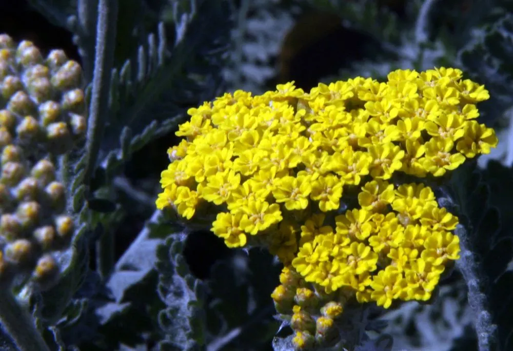 Moonshine Yarrow (Achillea 'Moonshine') — vigorous growth for the coming season