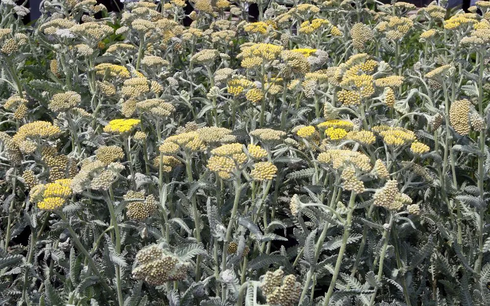 Moonshine Yarrow (Achillea 'Moonshine') — it is an excellent candidate for water-wise landscapes.<br><br>Hardy across USDA Zones 3 to 9