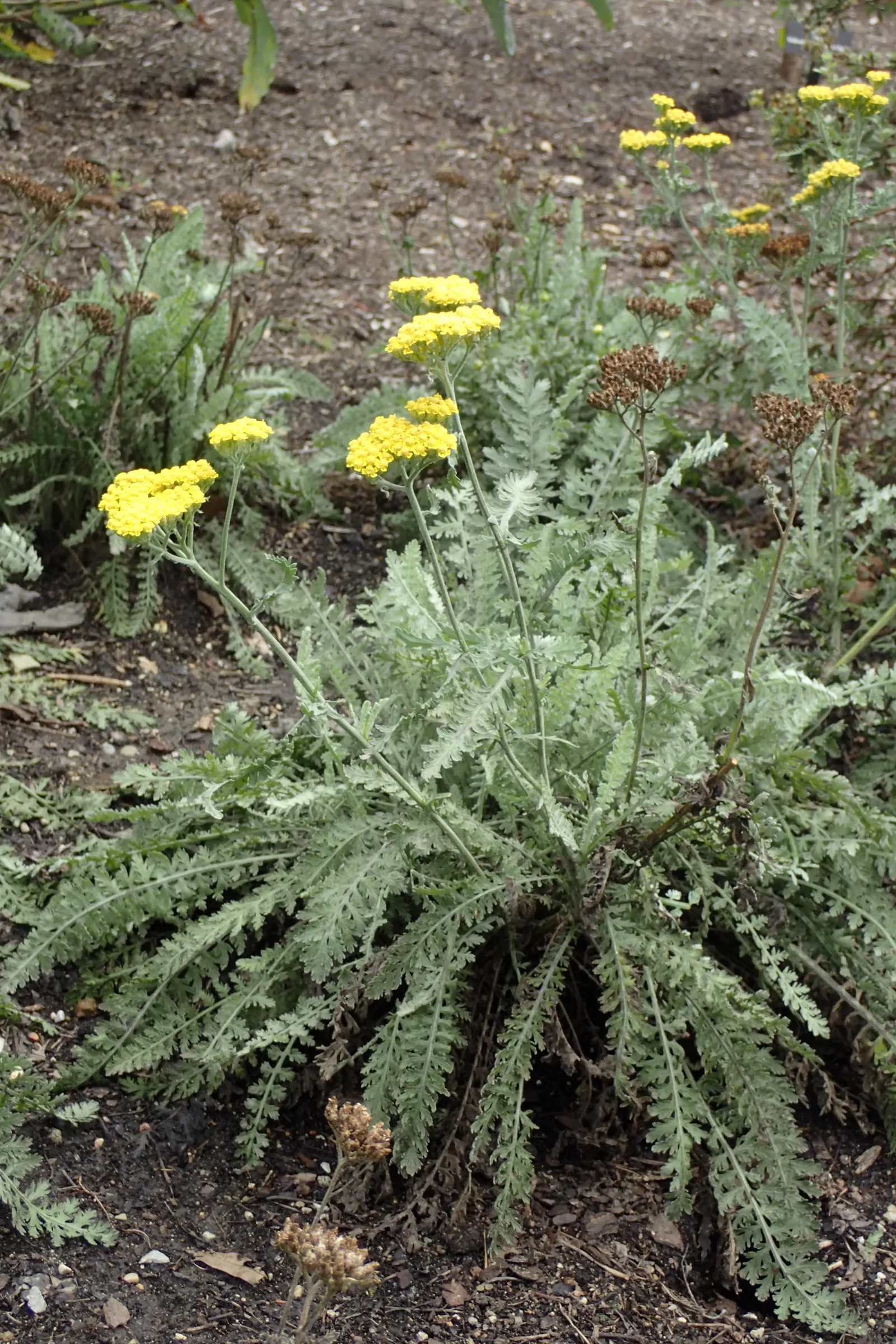 Moonshine Yarrow (Achillea 'Moonshine') — bright yellow inflorescences sit atop sturdy stems and bloom profusely from early summer until late summer