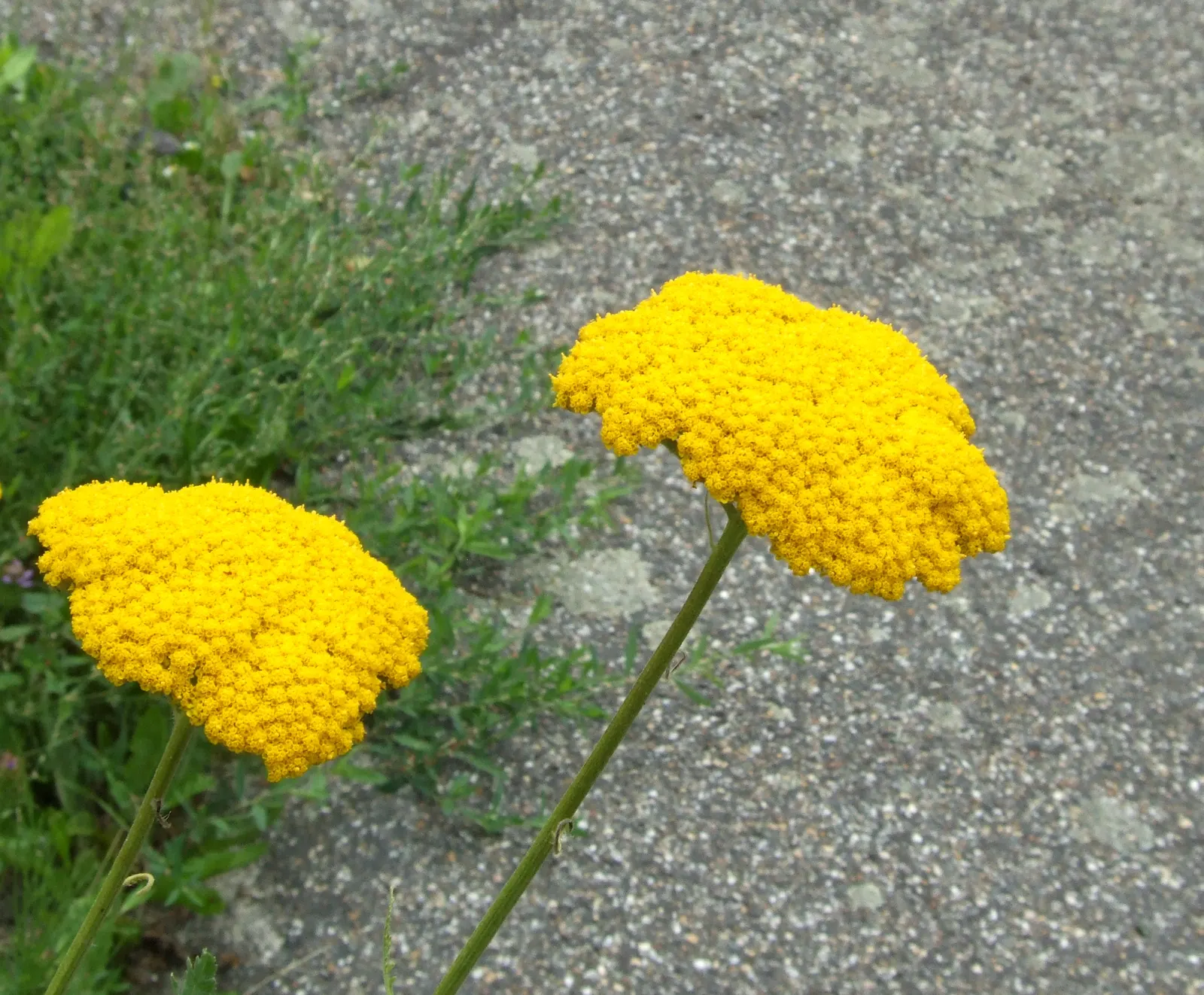 Moonshine Yarrow (Achillea 'Moonshine') — vigorous growth for the coming season; these eye-catching blooms not only add a pop of color