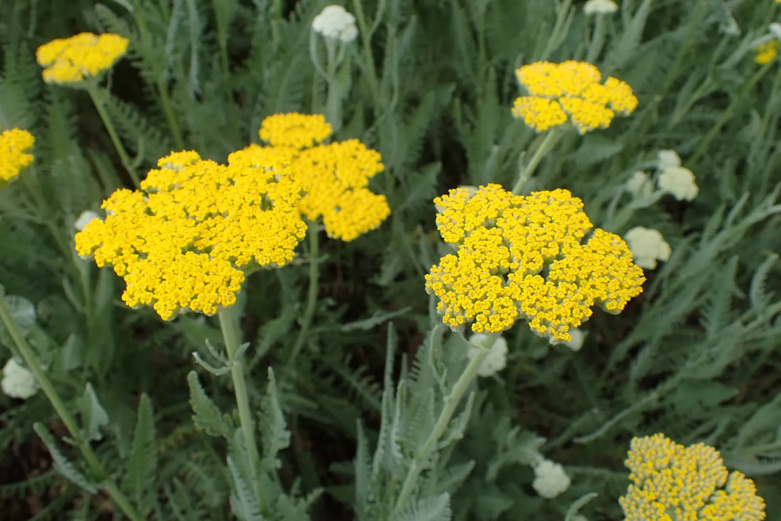 Moonshine Yarrow (Achillea 'Moonshine') — These eye-catching blooms not only add a pop of color, image 32