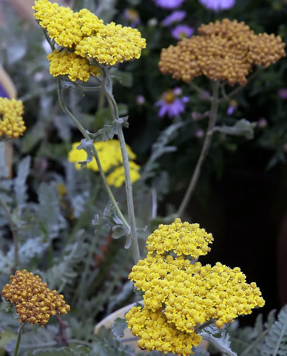 Moonshine Yarrow (Achillea 'Moonshine') — Achillea 'Moonshine' is a vibrant perennial featuring silvery-grey foliage and bright yellow flower, image 43