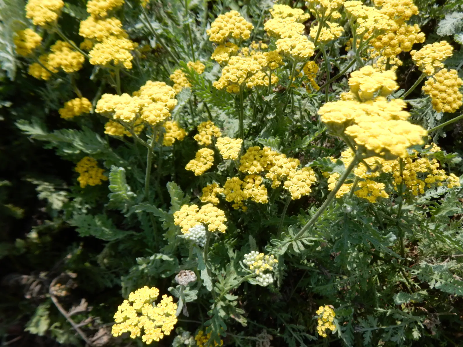 Moonshine Yarrow (Achillea 'Moonshine') — 'Moonshine' is excellent for borders