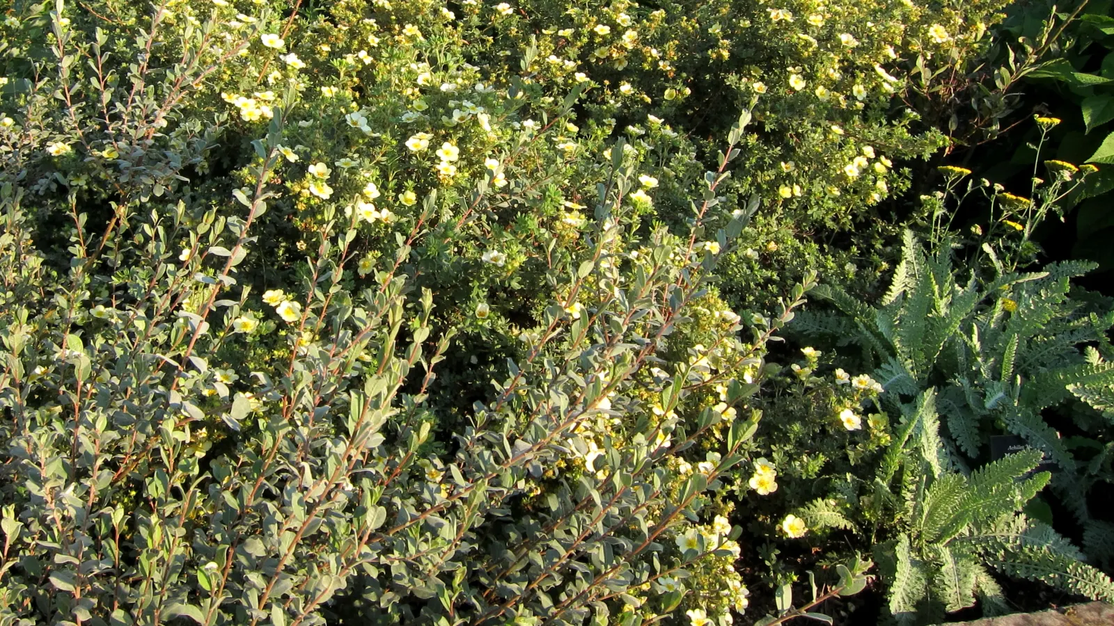 Moonshine Yarrow (Achillea 'Moonshine') — thriving in full sun exposure
