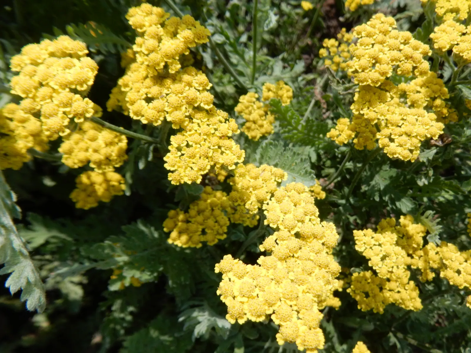 Moonshine Yarrow (Achillea 'Moonshine') — Achillea 'Moonshine' is a vibrant perennial featuring silvery-grey foliage and bright yellow flower clusters