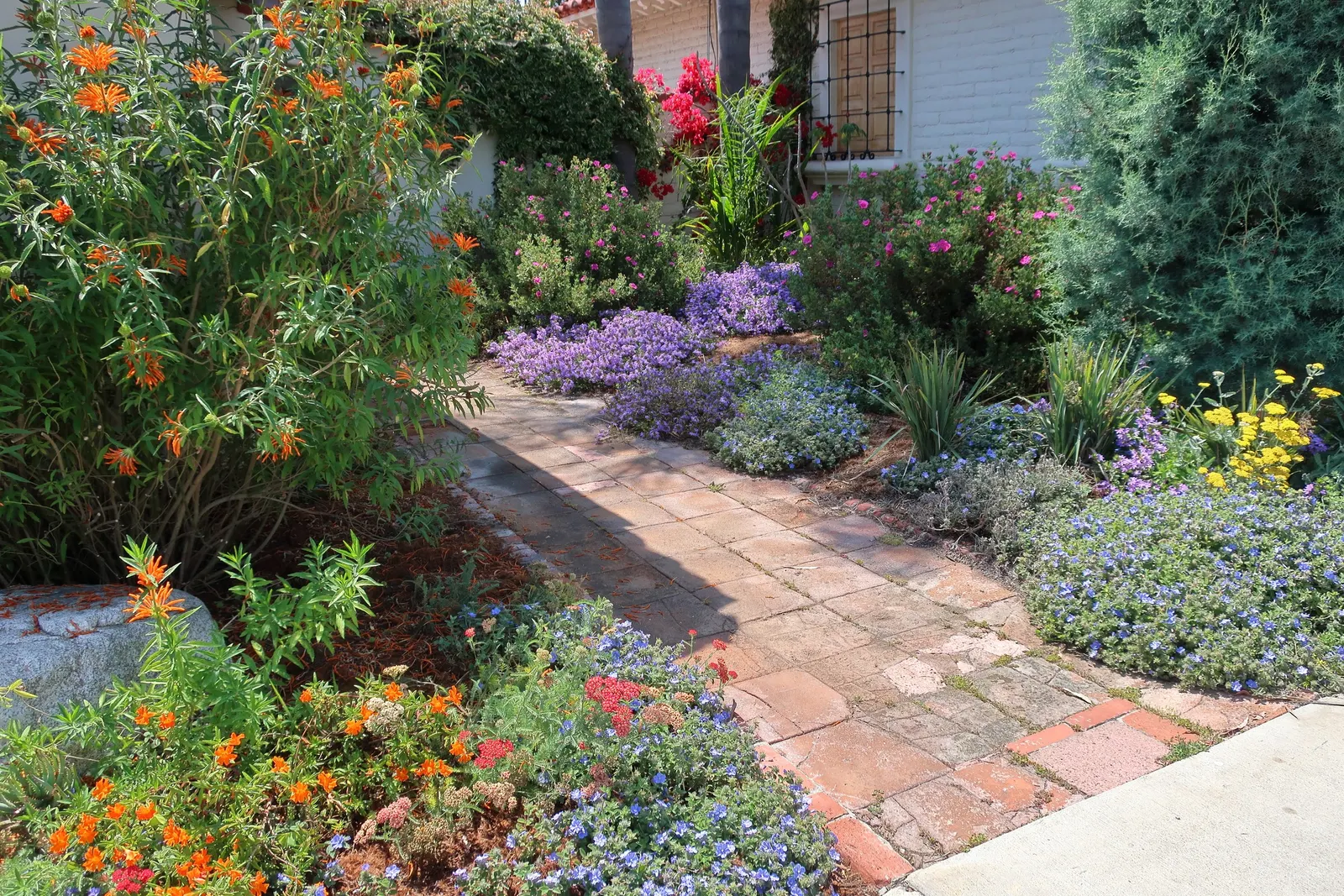 Moonshine Yarrow (Achillea 'Moonshine') — This drought-tolerant yarrow stands about 2 feet tall and spreads up to 2 feet wide; these eye-catching blooms not