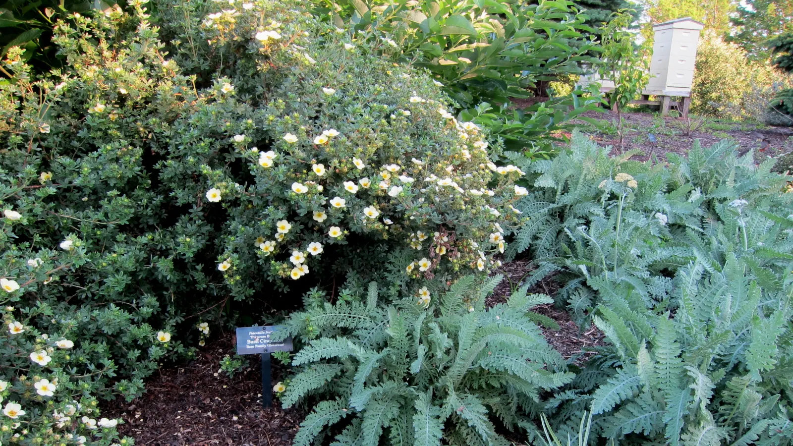 Moonshine Yarrow (Achillea 'Moonshine') — Ideal for USDA Zones 3-8, it boasts a long blooming season from early to late summer