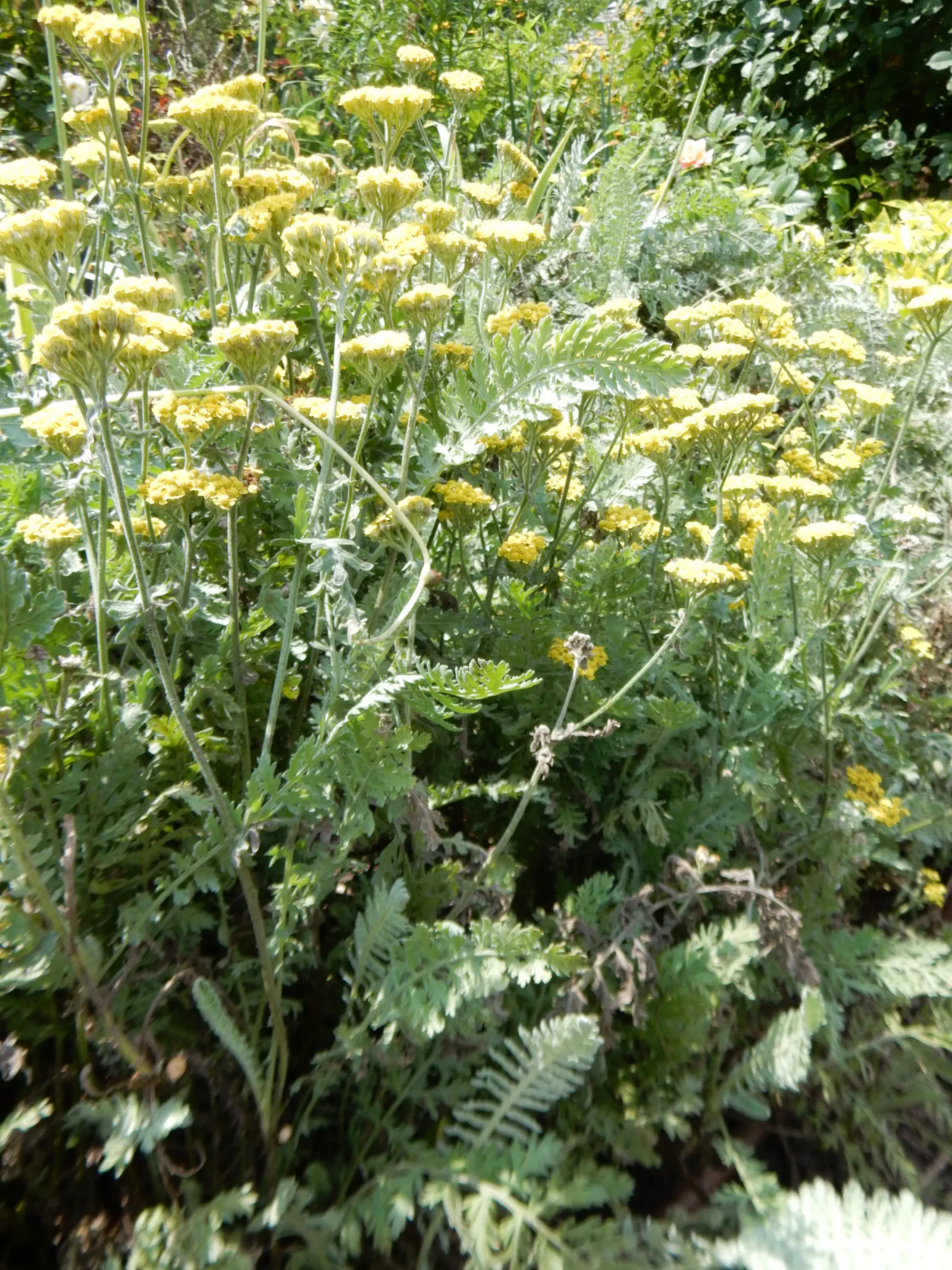 Moonshine Yarrow (Achillea 'Moonshine') — This drought-tolerant yarrow stands about 2 feet tall and spreads up to 2 feet wide