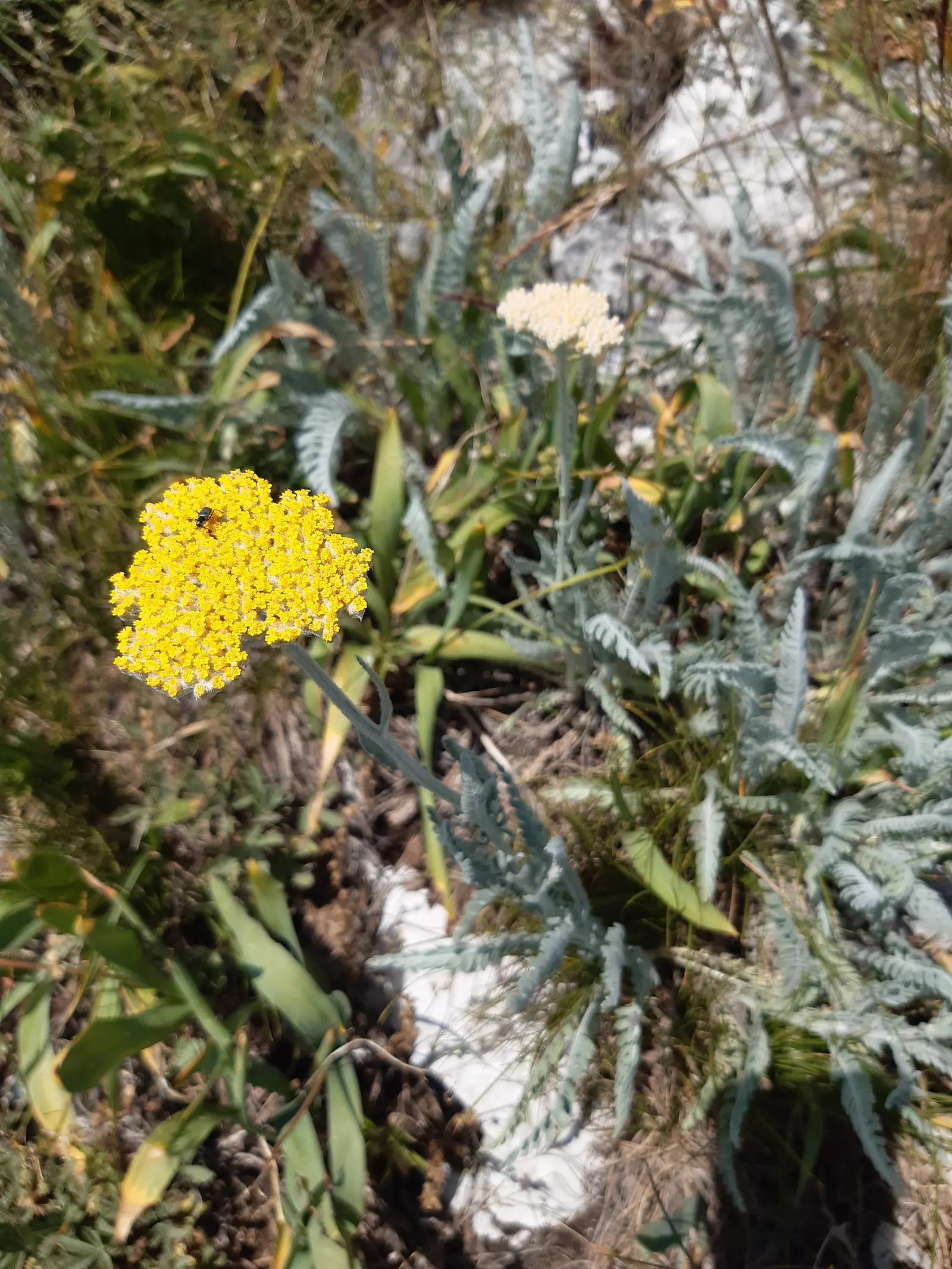 Moonshine Yarrow (Achillea 'Moonshine') — offering a low-maintenance option for water-wise landscapes