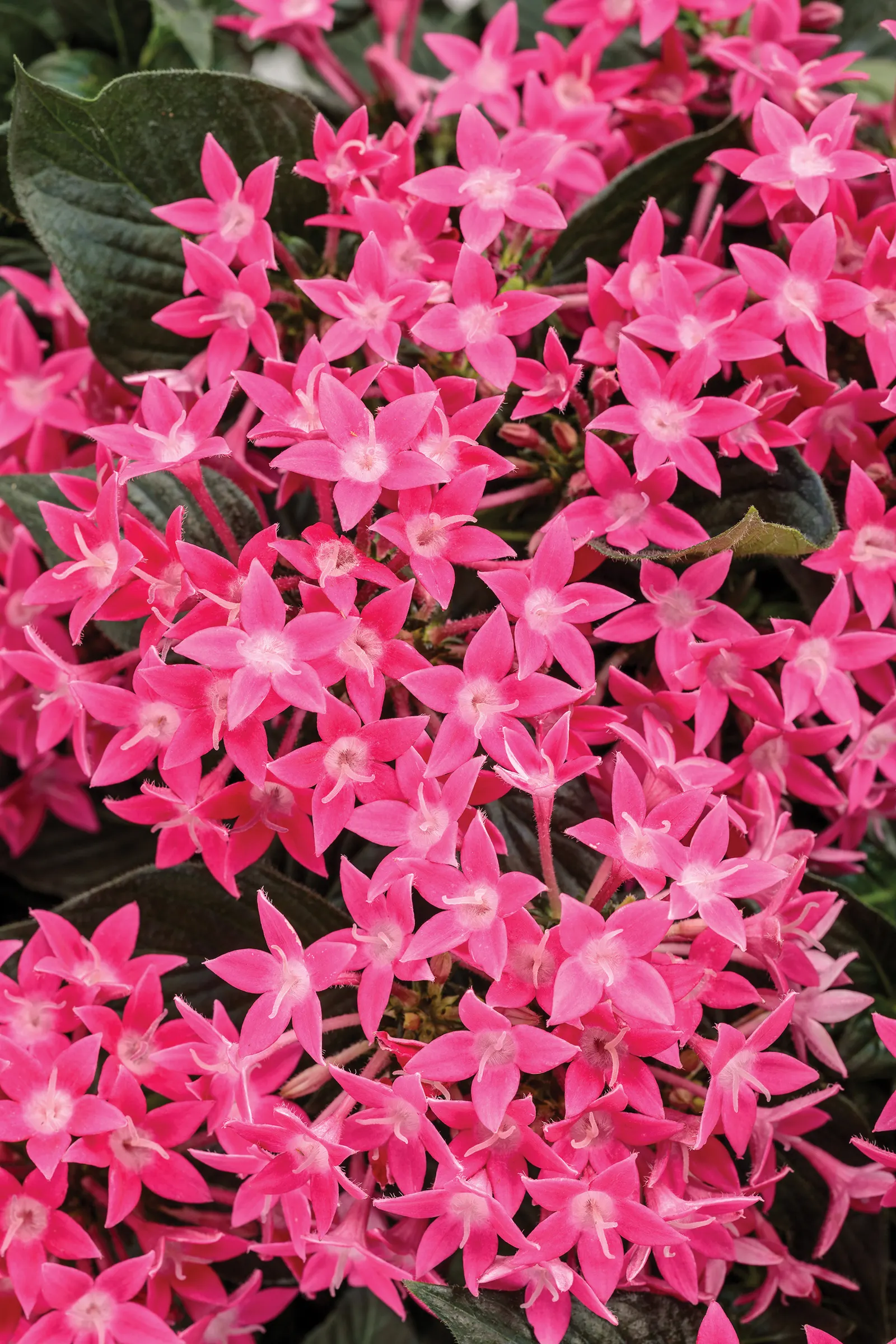 Rose Egyptian Star Flower (Pentas lanceolata) — the extra-large flower heads create a vivid