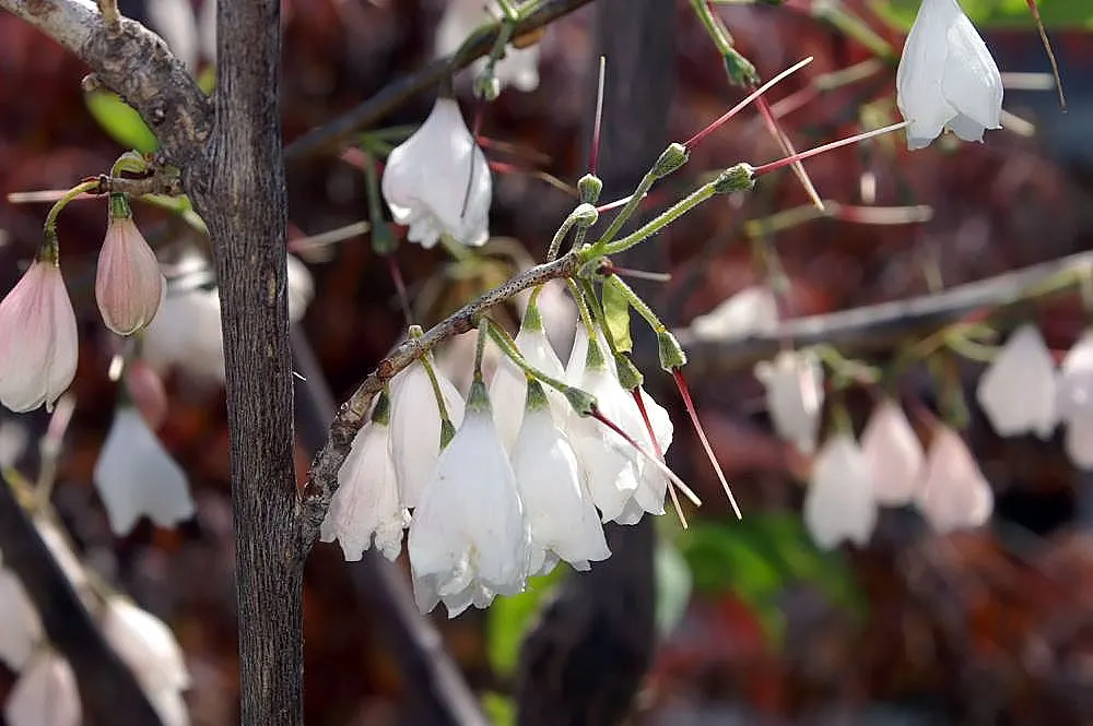 Pink Carolina Silverbell (Halesia Carolina 'Arnold Pink') — 'Arnold Pink' Halesia carolina features delightful bell-shaped rosy-pink flowers in spring
