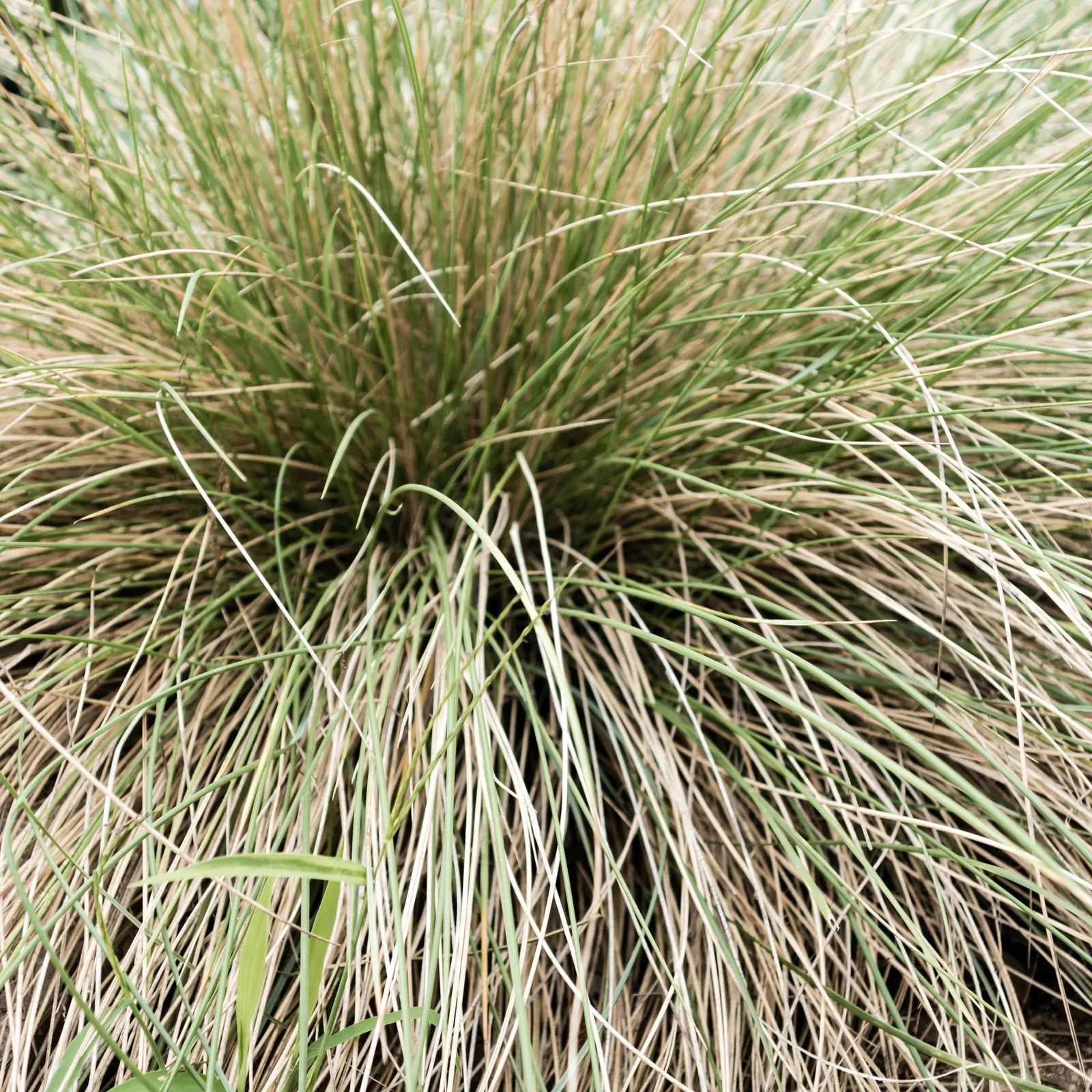 Pine Muhly (Muhlenbergia Dubia) — Pine Muhly (Muhlenbergia dubia) is a finely textured