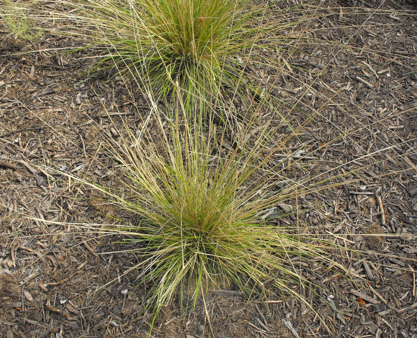 Pine Muhly (Muhlenbergia Dubia) — clumping grass standing about 2 feet tall with an equal spread