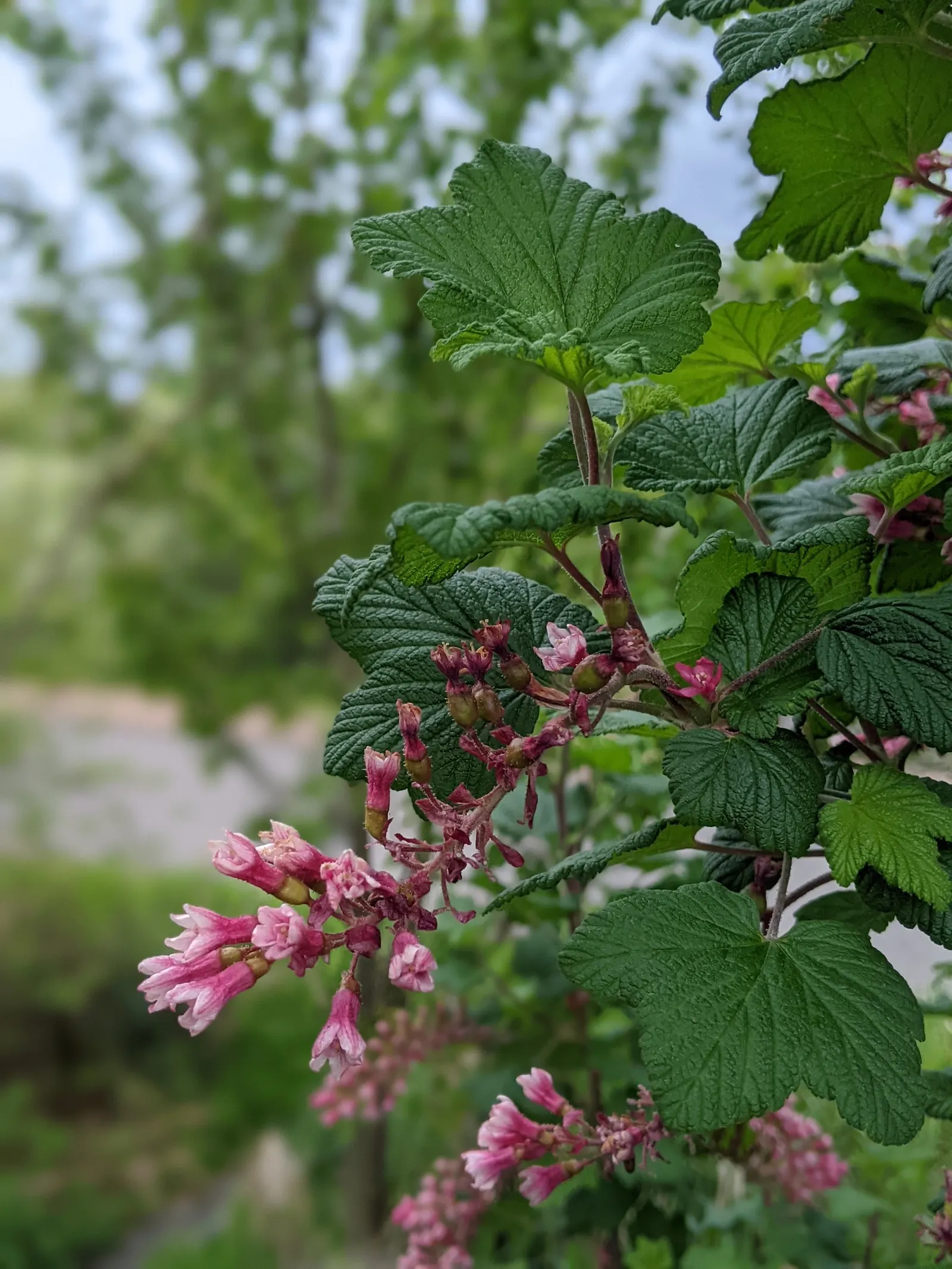 Red Flowering Currant (Ribes 'Pulborough Scarlet') — is a deciduous shrub reaching 5-6 ft tall