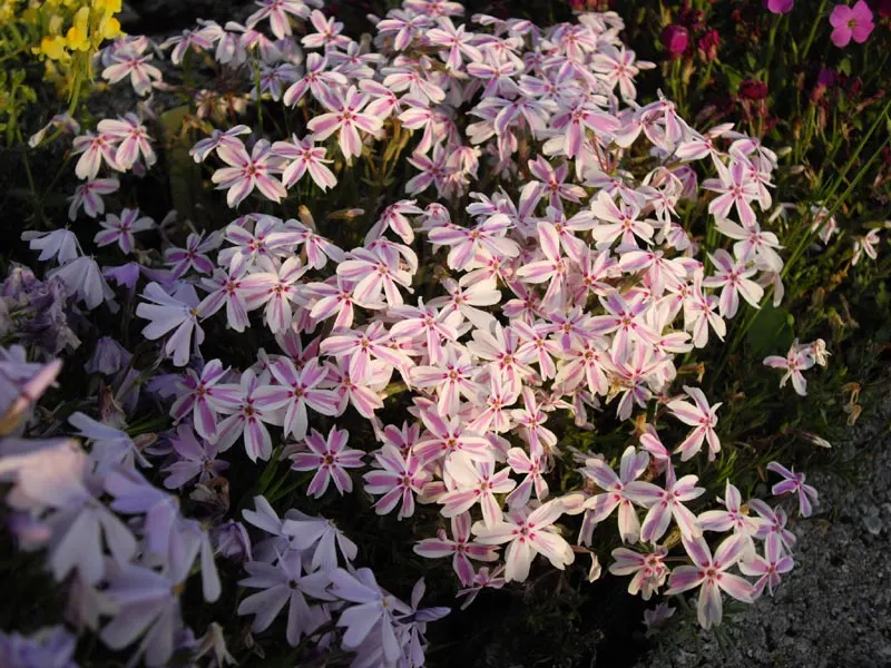 Candy Stripe Moss Phlox (Phlox Subulata 'Candy Stripe') — is drought-tolerant once established; and thrives in well-drained soil