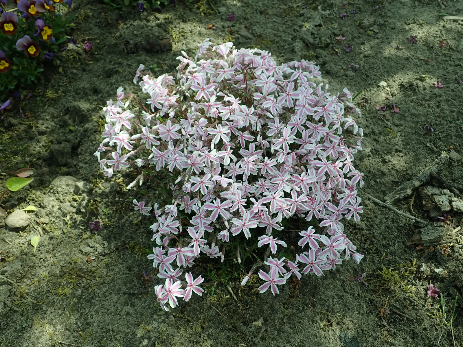 Candy Stripe Moss Phlox (Phlox Subulata 'Candy Stripe') — Its low-maintenance character