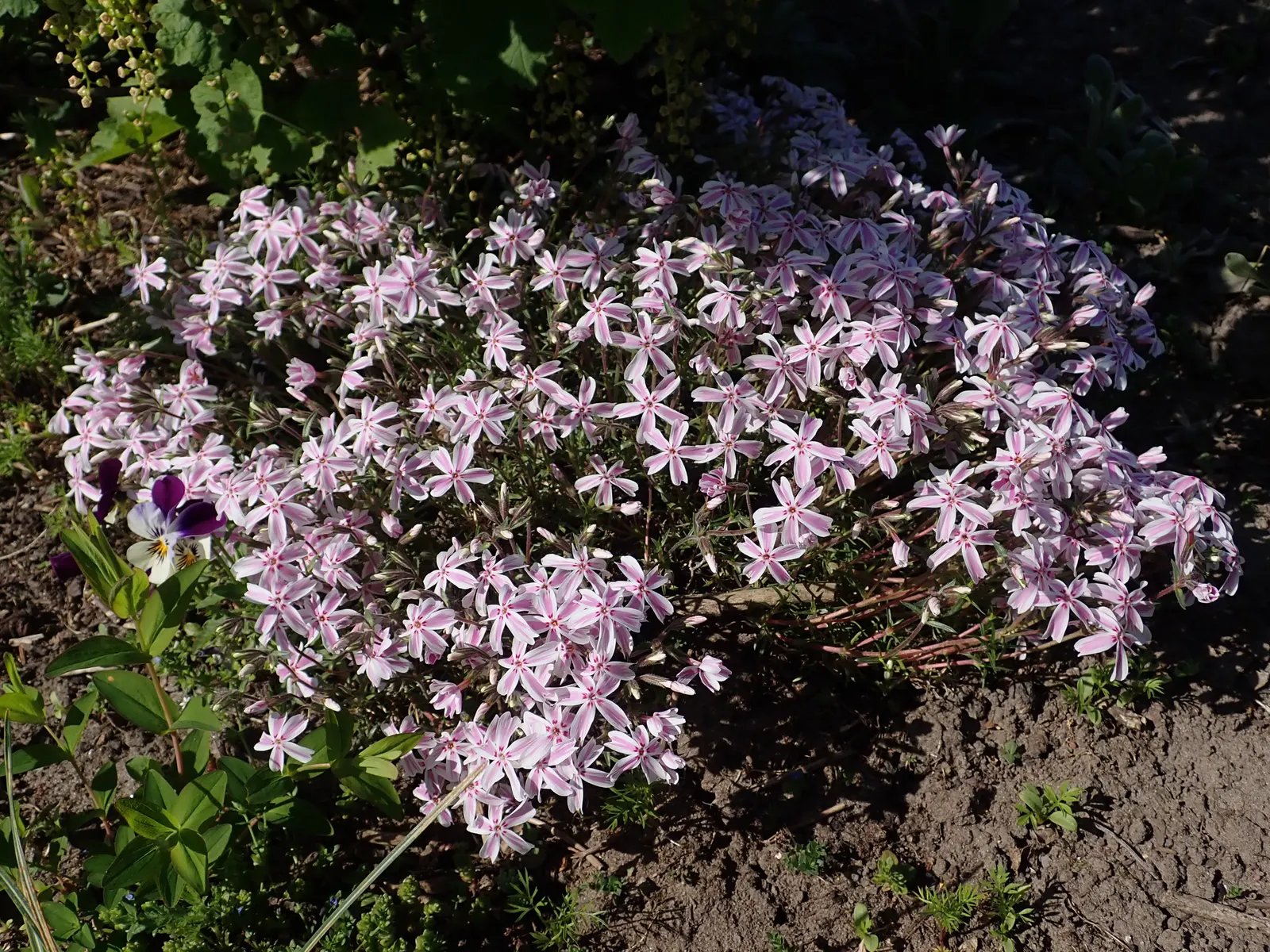 Candy Stripe Moss Phlox (Phlox Subulata 'Candy Stripe') — low-growing perennial boasting eye-catching white and pink striped petals; this sun-loving