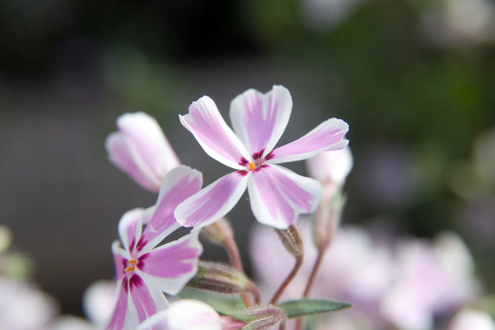Candy Stripe Moss Phlox (Phlox Subulata 'Candy Stripe') — forming a dense 4-6 inch-high mat of needle-like foliage; regular watering is necessary when