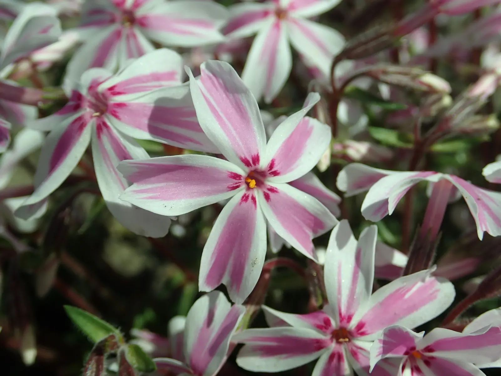 Candy Stripe Moss Phlox (Phlox Subulata 'Candy Stripe') — with peak blooming typically occurring in April.<br><br>Adaptable to a range of soil types