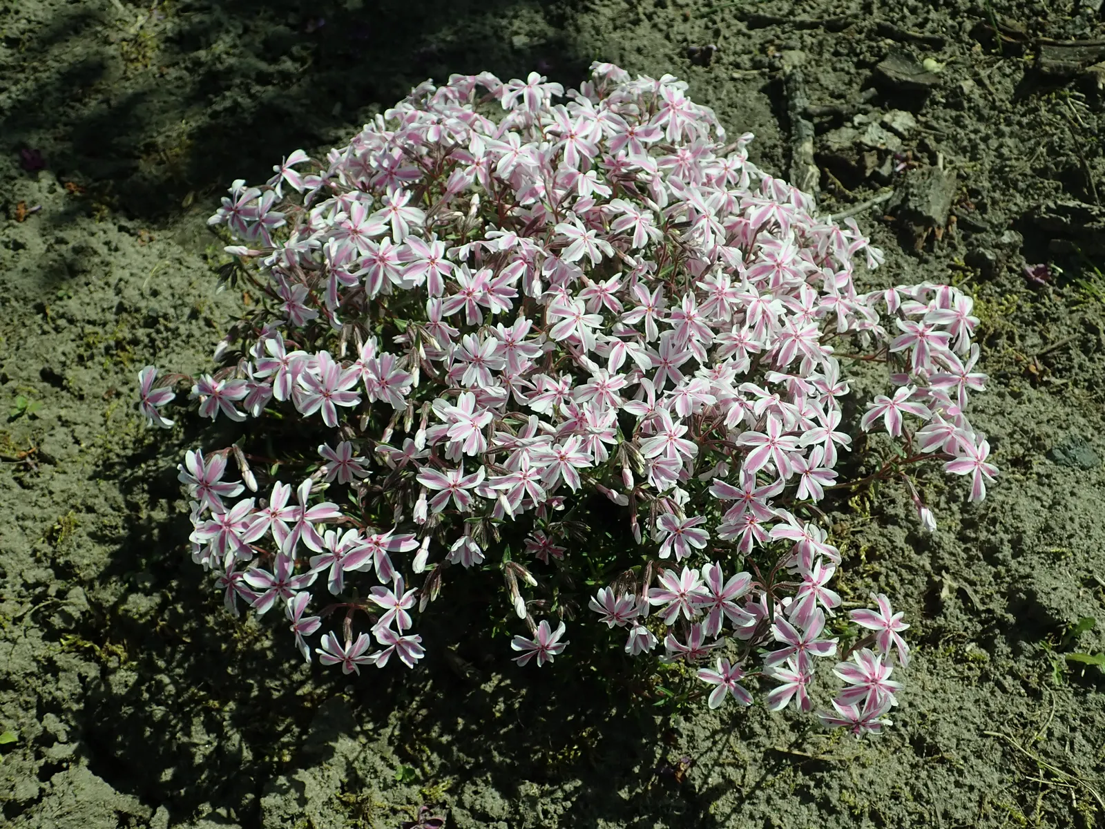 Candy Stripe Moss Phlox (Phlox Subulata 'Candy Stripe') — Ideal for borders and rock gardens